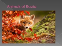 Презентация по английскому языку на тему Animals of Russia (6 класс)