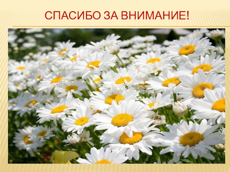 Система профилактики суицидального (аутоагрессивного) поведения обучающихся СПАСИБО ЗА ВНИМАНИЕ! СПАСИБО ЗА ВНИМАНИЕ!