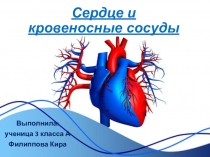 Презентация к исследовательской работе по теме Сердце и кровеносные сосуды (3 класс)