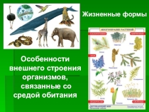 Презентация к уроку экологии 6 класс, Жизненные формы организмов