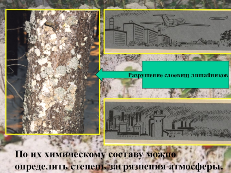 Презентация по биологии на тему Лишайники По их химическому составу можно определить степень загрязнения атмосферы. По их химическому составу можно определить степень загрязнения атмосферы.