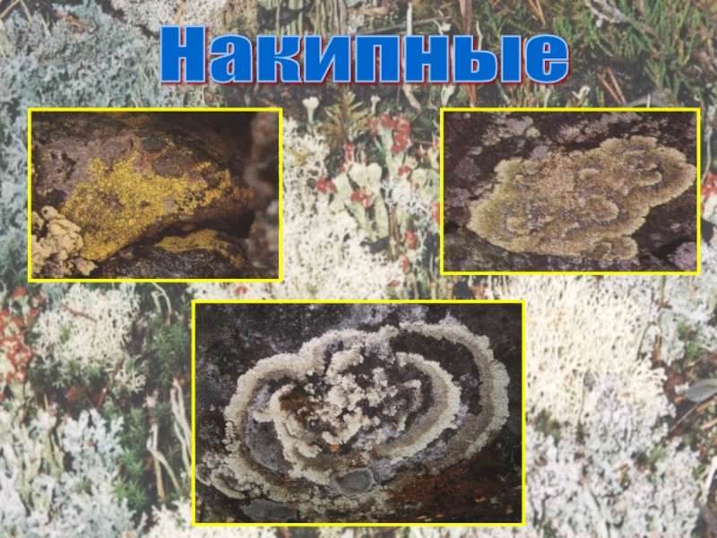 Презентация по биологии на тему Лишайники Накипные Накипные