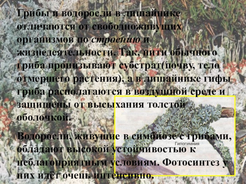 Презентация по биологии на тему Лишайники Грибы и водоросли в лишайнике отличаются от свободноживущих организмов по строению Грибы и водоросли в лишайнике отличаются от свободноживущих организмов по строению и жизнедеятельности. Так, нити обычного гриба