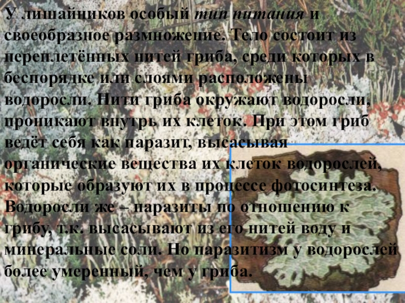 Презентация по биологии на тему Лишайники У лишайников особый тип питания и своеобразное размножение. Тело состоит из У лишайников особый тип питания и своеобразное размножение. Тело состоит из переплетённых нитей гриба, среди которых в