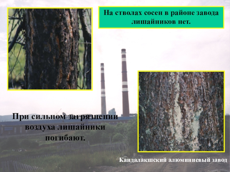 Презентация по биологии на тему Лишайники На стволах сосен в районе заводалишайников нет.Кандалакшский алюминиевый заводПри сильном загрязнении воздуха лишайники погибают. На стволах сосен в районе заводалишайников нет.Кандалакшский алюминиевый заводПри сильном загрязнении воздуха лишайники погибают.