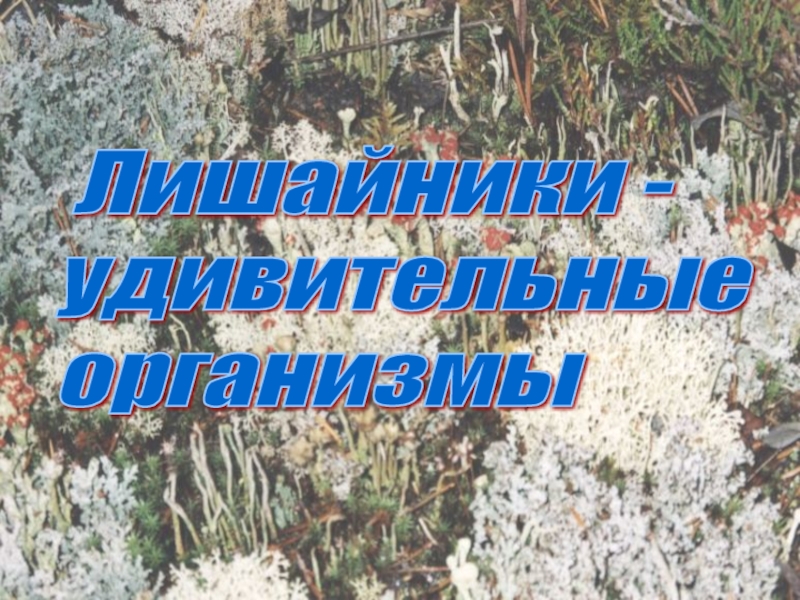 Презентация по биологии на тему Лишайники Лишайники - удивительные организмы Лишайники - удивительные организмы
