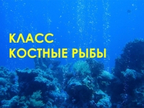 Конспект урока и презентация Костные рыбы