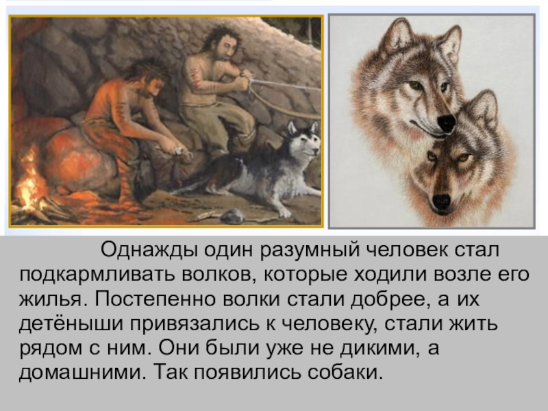 Презентация интегрированного урока по окружающему миру Домашние животные и литературного чтения Т. В. Белозеров. Хомячок 2 класс Однажды один разумный человек стал подкармливать волков, которые Однажды один разумный человек стал подкармливать волков, которые ходили возле его