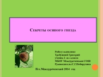 Презентация исследовательской работы Секреты осиного гнезда
