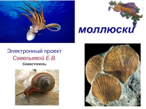 Презентация по биологии Тип моллюски (7 класс, поступающим, олимпиадникам)