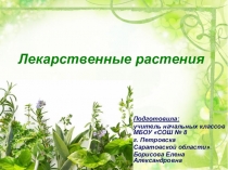 Презентация по окружающему миру Лекарственные растения