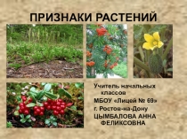 Презентация по окружающему миру на тему Признаки растений (1 класс)