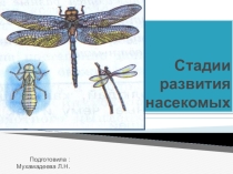 Стадии развития насекомых