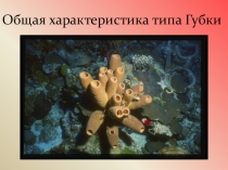 Презентация по биологии на тему:Общая характеристика губок.