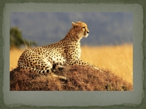 Презентация по окружающему миру на тему Гепарды.