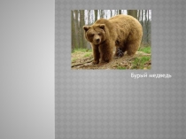 Презентация по экологии  Бурый медведь (подготовительная группа)
