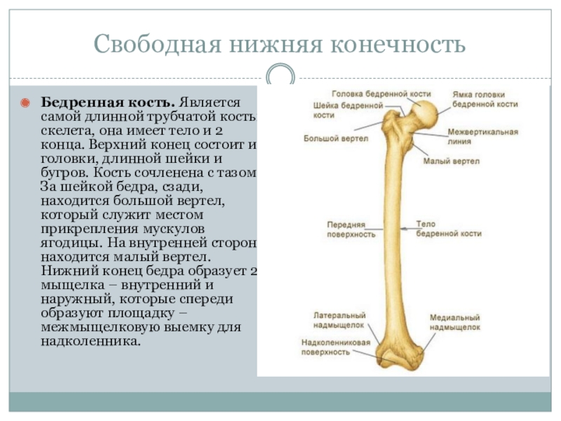 С какими костями соединяется бедренная кость. Бедренная кость малый вертел. Бедренная кость кость. Скелет нижней конечности. Строение бедренной кости. Хирургическая шейка бедренной кости анатомия.