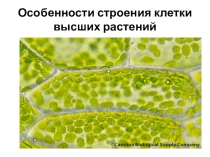 Презентация по биологии на тему  Особенности строения клетки высших растений. 6 класс