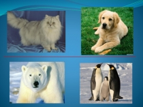 Презентация по окружающему миру на тему Где живут слоны?(1 класс)