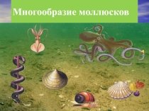 Урок в 7-м классе в разделе Моллюски с использованием ИКТ презентация Обитатели морского дна
