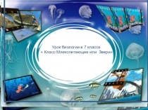 Презентация - Класс млекопитающие и Звери