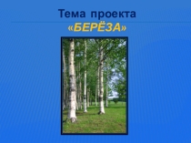 Презентация Люблю берёзку русскую