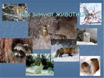 Презентация для детей старшей группы Как зимуют животные