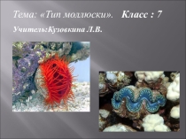 Презентация к уроку по биологии 7 класс тема Моллюски
