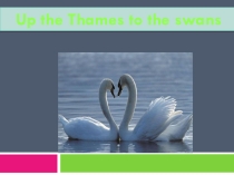 Презентация поанглийскому языку на тему Swans on the Thames (9 класс)