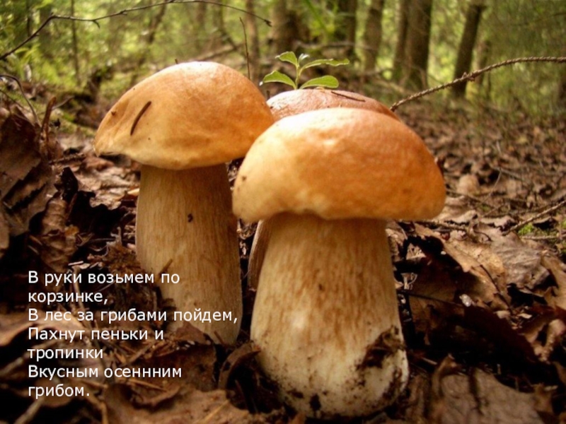 Презентация по окружающему миру о временах года.Осень В руки возьмем по корзинке, В лес за грибами пойдем, Пахнут В руки возьмем по корзинке, В лес за грибами пойдем, Пахнут пеньки и тропинки Вкусным осеннним грибом.