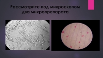 Технологическая карта и презентация к уроку биологии Бактерии по ФГОС