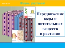 Презентация по биологии на тему Передвижение воды и питательных веществ