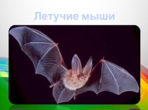 Презентация по биологии Летучая мышь(7 класс)