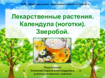 Презентация по миру природы и человека на тему Лекарственные растения. Календула. Зверобой (4 класс)