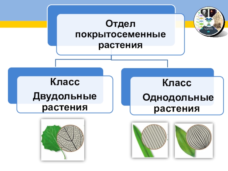 Презентация по биологии 6 класс систематика растений