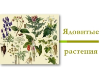 Презентация по ядовитым растениям Оренбуржья.