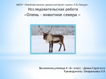 Презентация к исследовательскому проекту Олень - животное севера