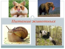 Питание животных