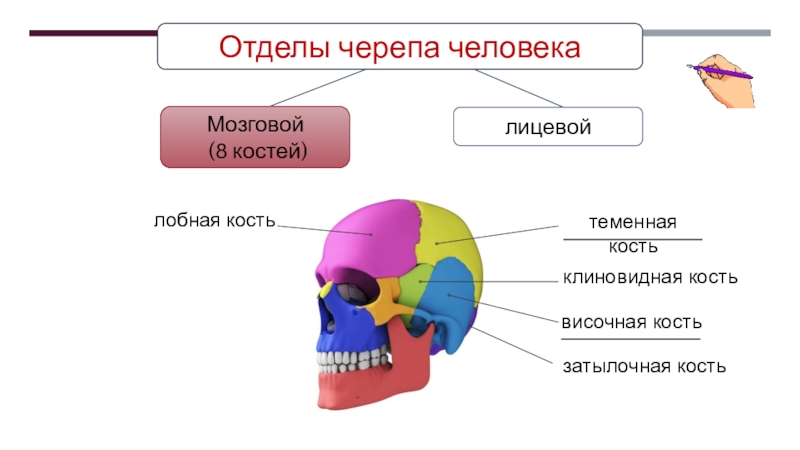 Скелет. Строение, состав и соединение костей. Скелет головы Отделы черепа человека Отделы черепа человека
