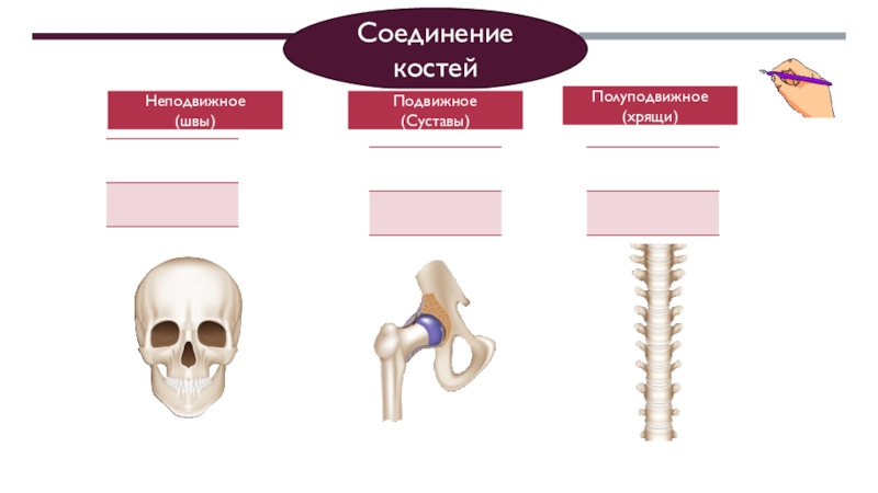 Скелет. Строение, состав и соединение костей. Скелет головы Соединение костейНеподвижное (швы) Подвижное(Суставы)Полуподвижное(хрящи) Соединение костейНеподвижное (швы) Подвижное(Суставы)Полуподвижное(хрящи)