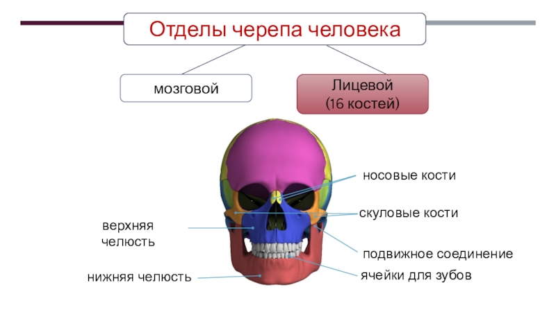 Скелет. Строение, состав и соединение костей. Скелет головы Лицевой(16 костей)Отделы черепа человекамозговой Лицевой(16 костей)Отделы черепа человекамозговой