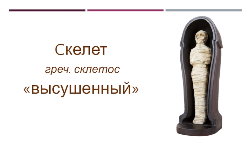 Скелет. Строение, состав и соединение костей. Скелет головы Cкелет греч. склетос«высушенный» Cкелет греч. склетос«высушенный»