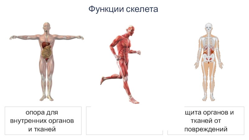 Скелет. Строение, состав и соединение костей. Скелет головы Функции скелета Функции скелета