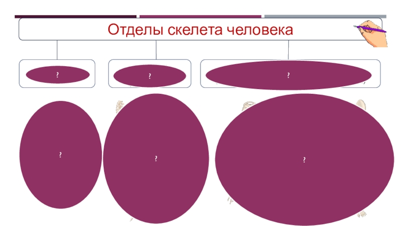 Скелет. Строение, состав и соединение костей. Скелет головы Отделы скелета человека?????? Отделы скелета человека??????