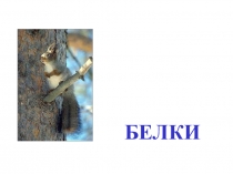 Презентация по окружающему миру для дошкольников  Жизнь белки