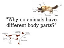 Презентация по английскому языку на тему Animals body parts ( 3 класс)