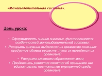 Презентация по учебной дисциплине Анатомия и физиология человека на тему: Мочевыделительная система
