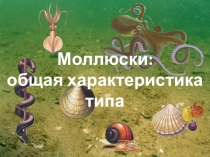 Презентация по биологии на тему Моллюски