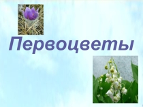 Презентация к уроку биологии Первоцветы Хабаровского края