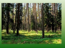 Презентация к уроку по окружающему миру, 1 класс УМК Гармония Многообразие грибов.